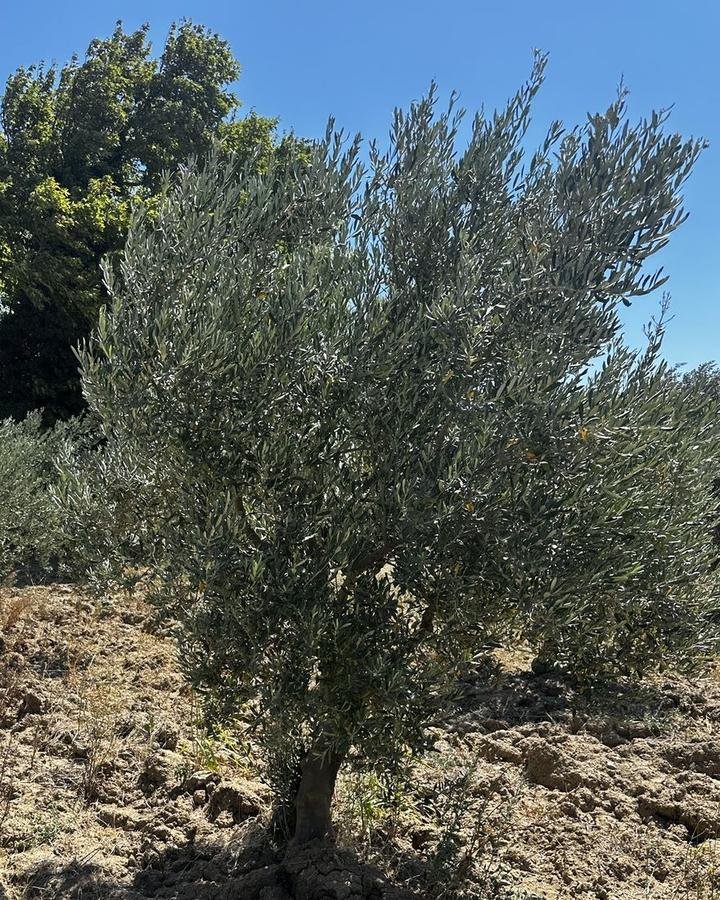 Bahçemizdeki bir zeytin ağacı, açık mavi gökyüzü altında